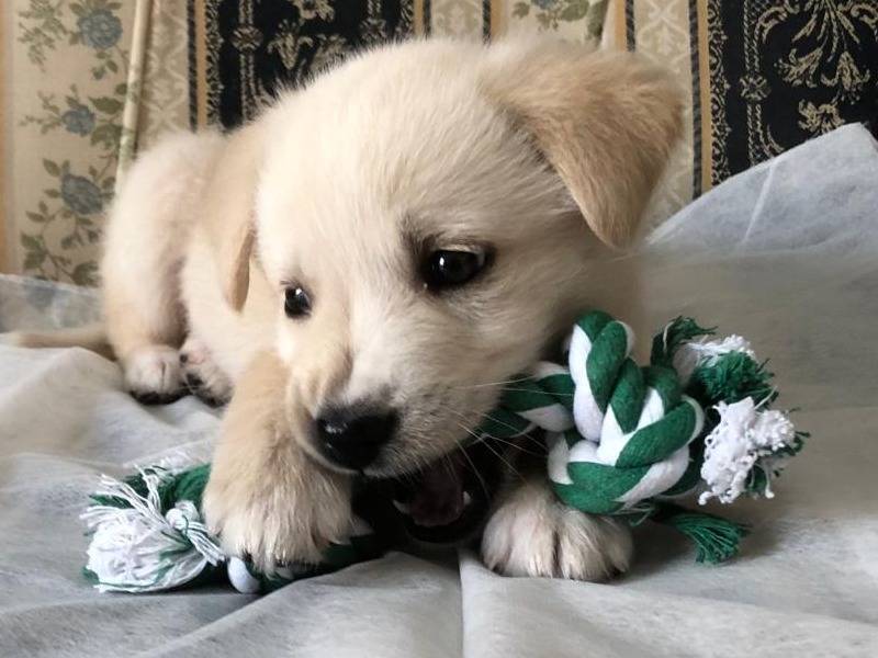 Adotta un cane, taglia media, femmina, Crotone