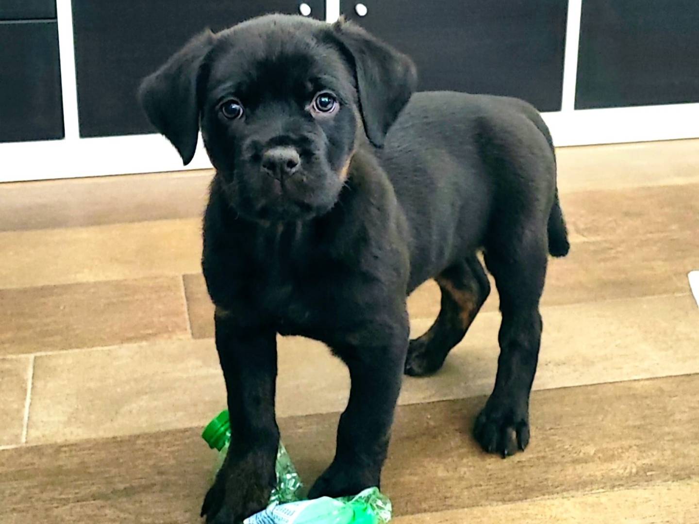 Adozione cane, femmina, Corso, 2 anni, taglia grande, Taranto