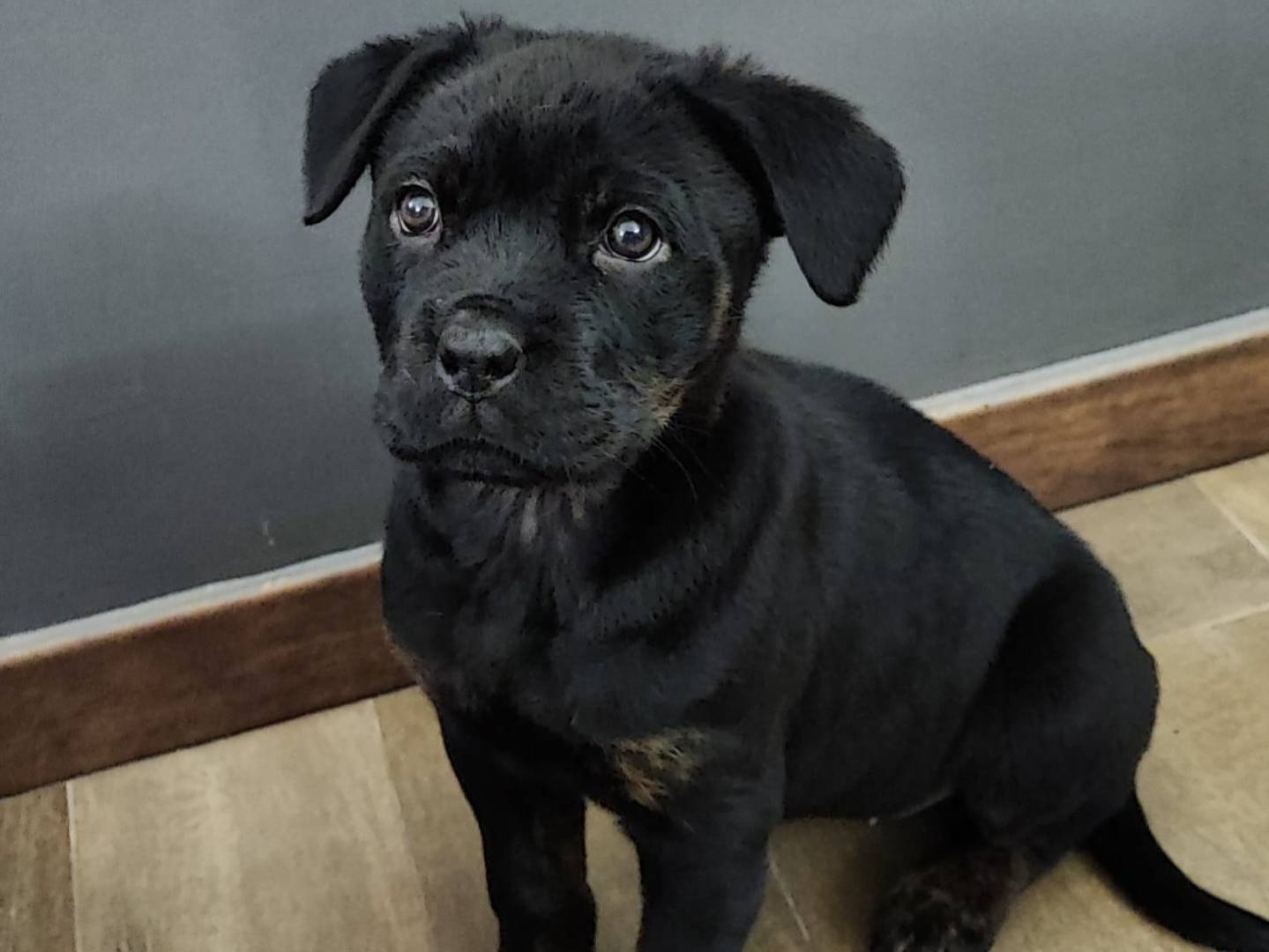 Adozione cane, femmina, Corso, 2 anni e 4 mesi, taglia grande, Taranto