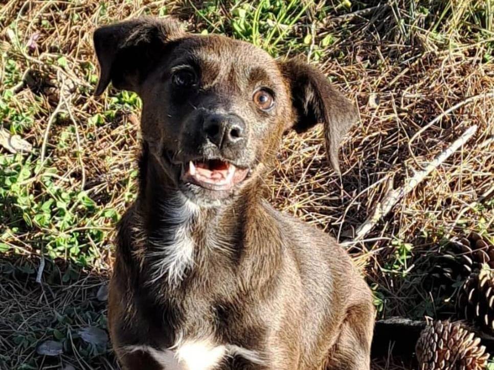Adozione cane, femmina, meticcio, 2 anni, taglia media contenuta, Crotone