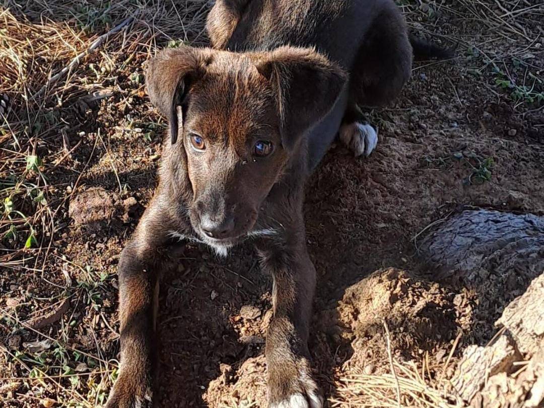 Adotta un cane, femmina, 2 anni, Crotone