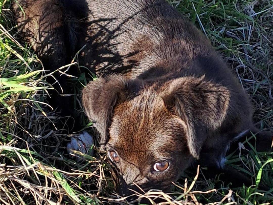 Vuoi adottare un cane a Crotone?