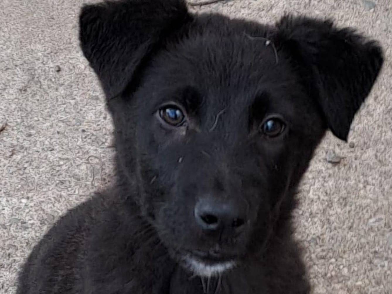 Adozione cane, maschio, meticcio, 2 anni, taglia media, Crotone