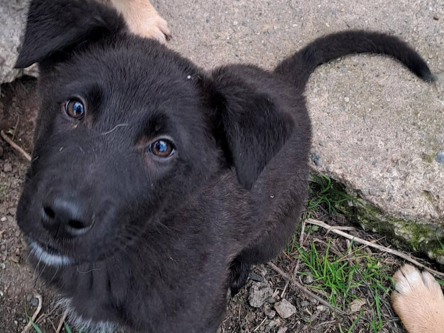 Adotta un cane, maschio, 2 anni, Crotone