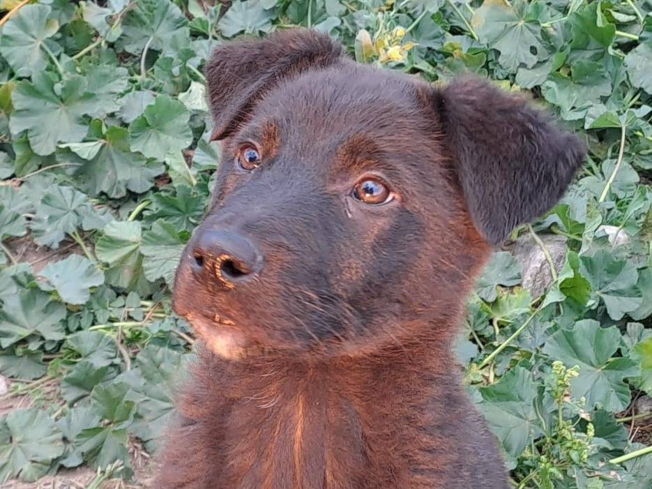 Vuoi adottare un cane a Crotone?