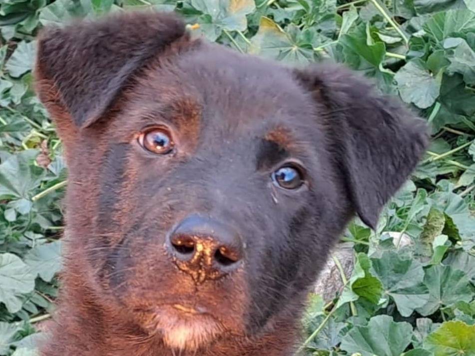 Adotta il cane ZEFIRO  a Crotone