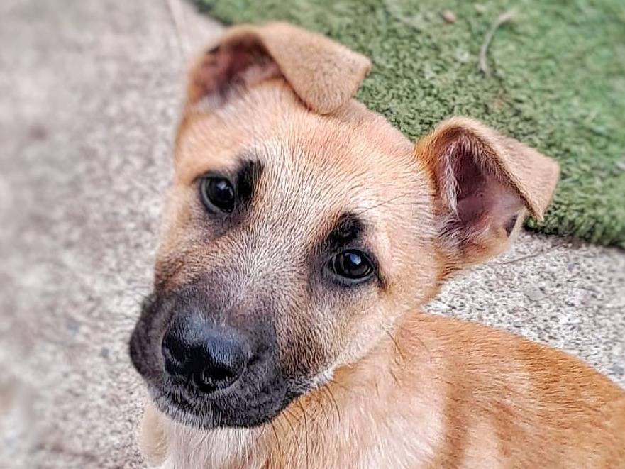 Adozione cane, maschio, meticcio, 2 anni, taglia media, Crotone