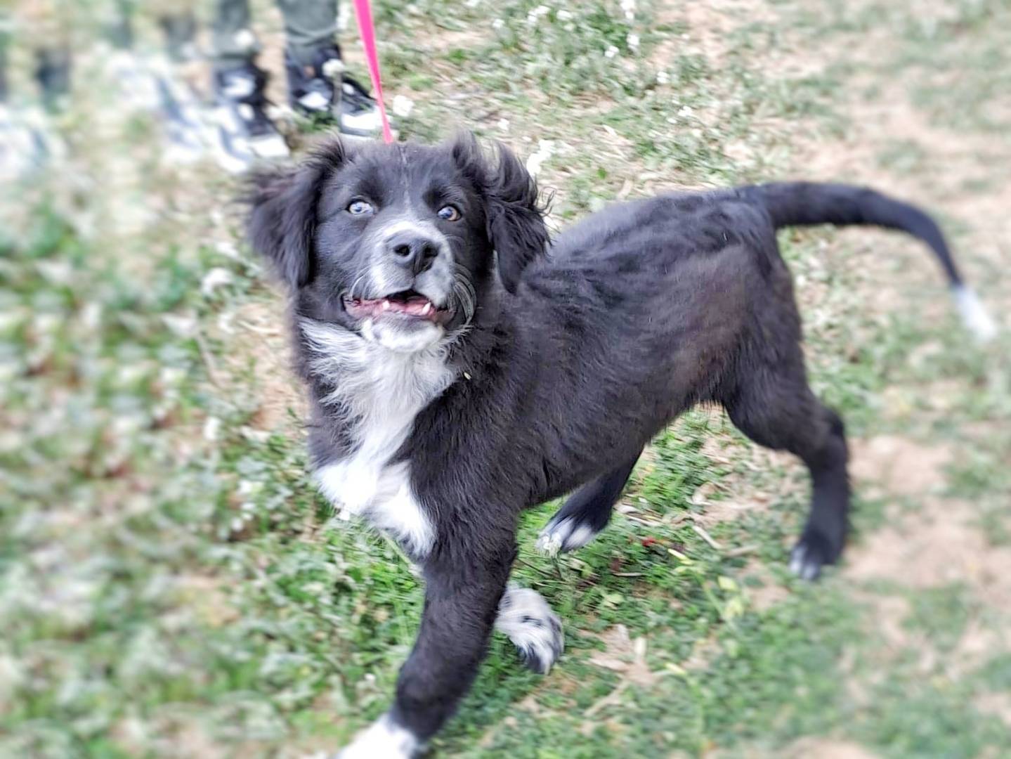 Vuoi adottare un cane a Crotone?