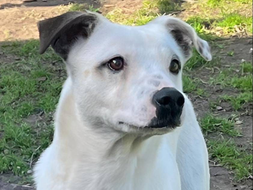 Adozione cane, maschio, meticcio, 4 anni e 1 mese, taglia media contenuta, Crotone