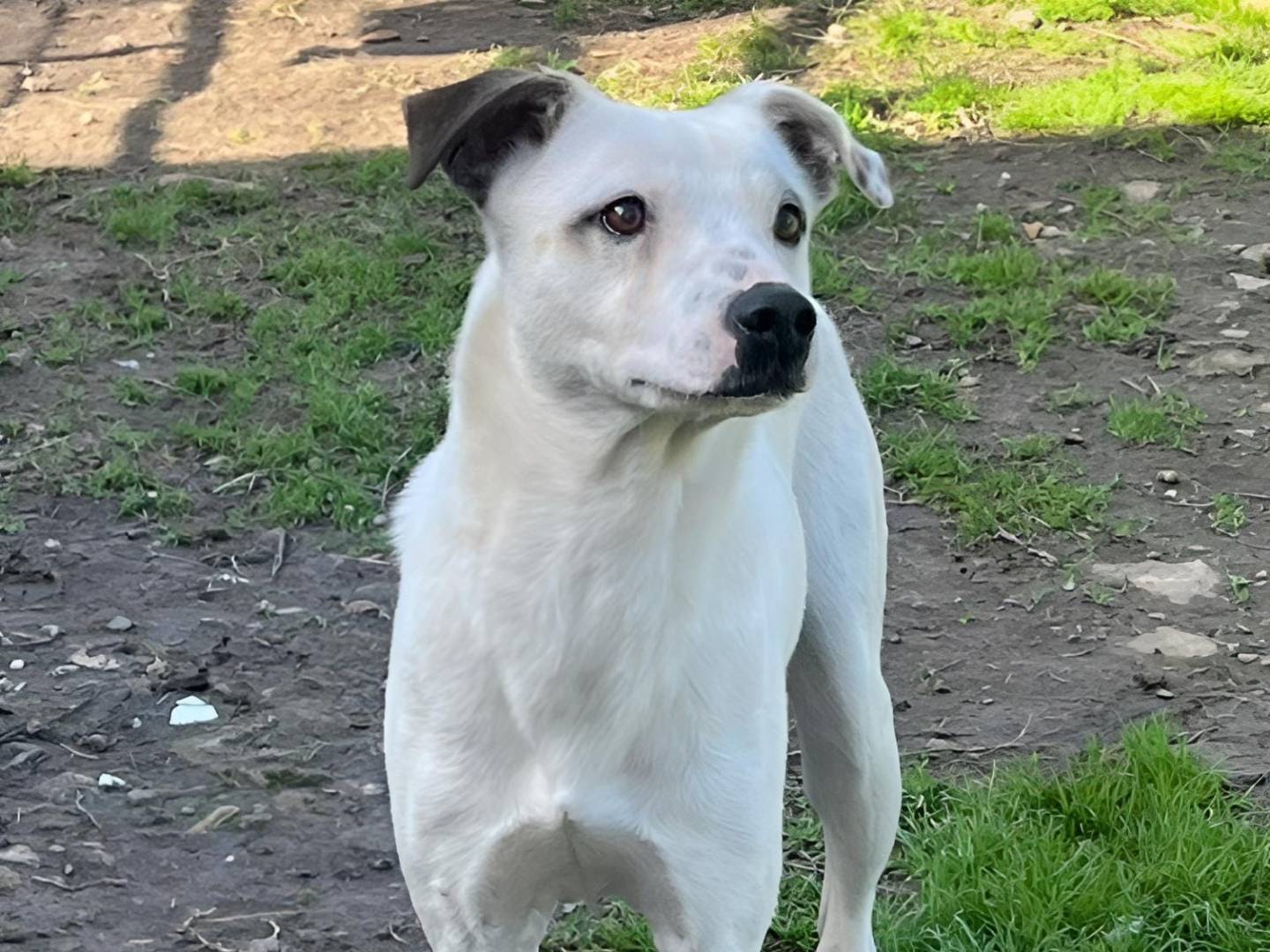 Adotta un cane, taglia media contenuta, maschio, Crotone
