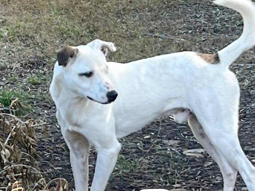 Vuoi adottare un cane a Crotone?