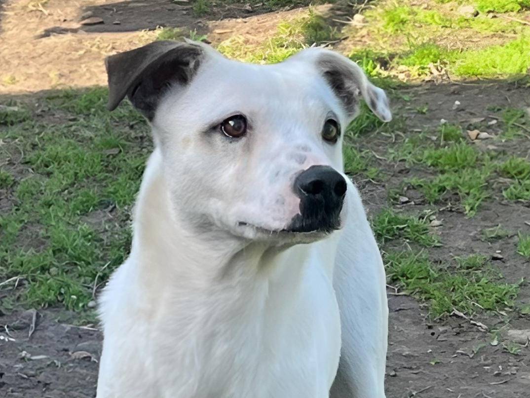 Adotta il cane THIAGO a Crotone