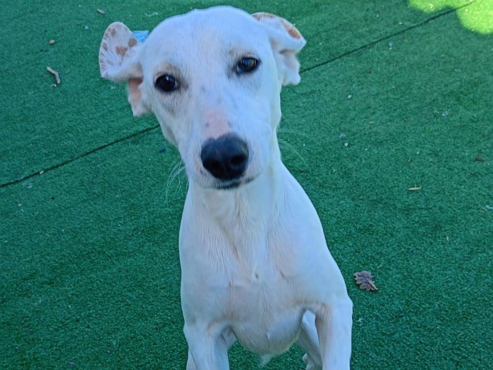 Adozione cane, femmina, meticcio, 2 anni e 9 mesi, taglia media contenuta, Cosenza