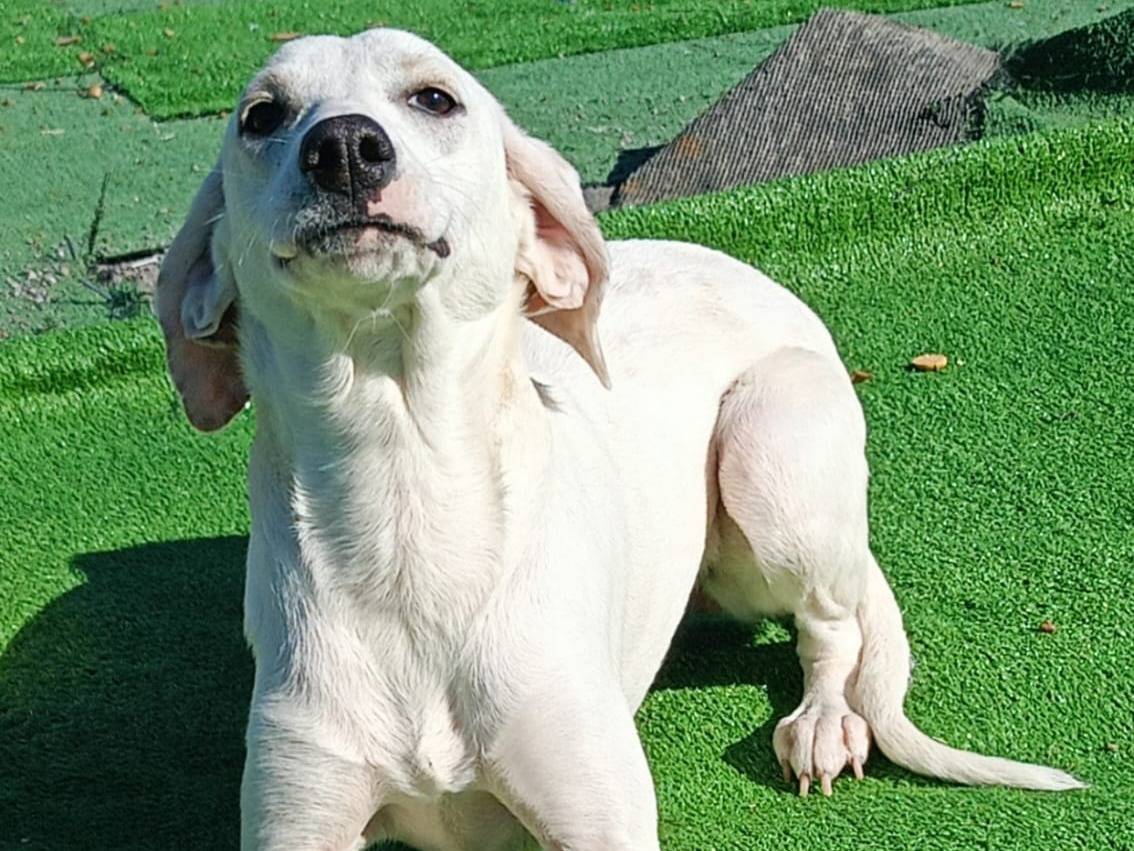 Adotta un cane, femmina, 2 anni e 9 mesi, Cosenza