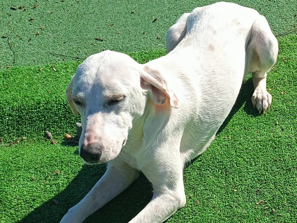 Adotta un cane, taglia media contenuta, femmina, Cosenza