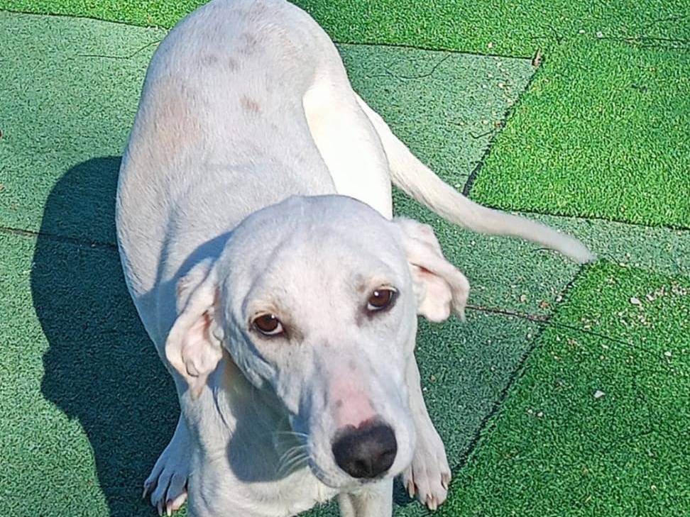 Vuoi adottare un cane a Cosenza?