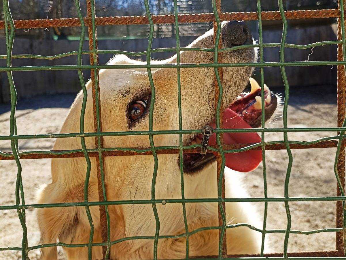 Foto dell'animale