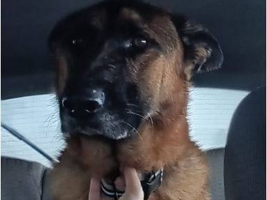 Adozione cane, maschio, Pastore tedesco, 4 anni e 11 mesi, taglia grande, Milano