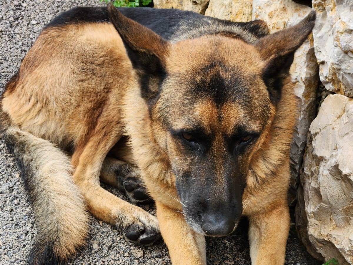 Adotta un cane, taglia grande, maschio, Milano