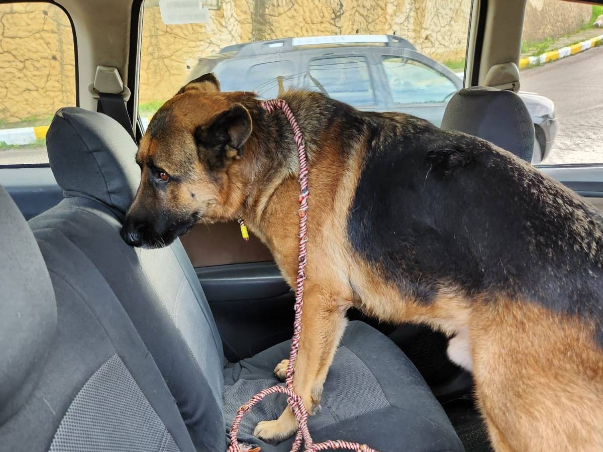 Vuoi adottare un cane a Milano?