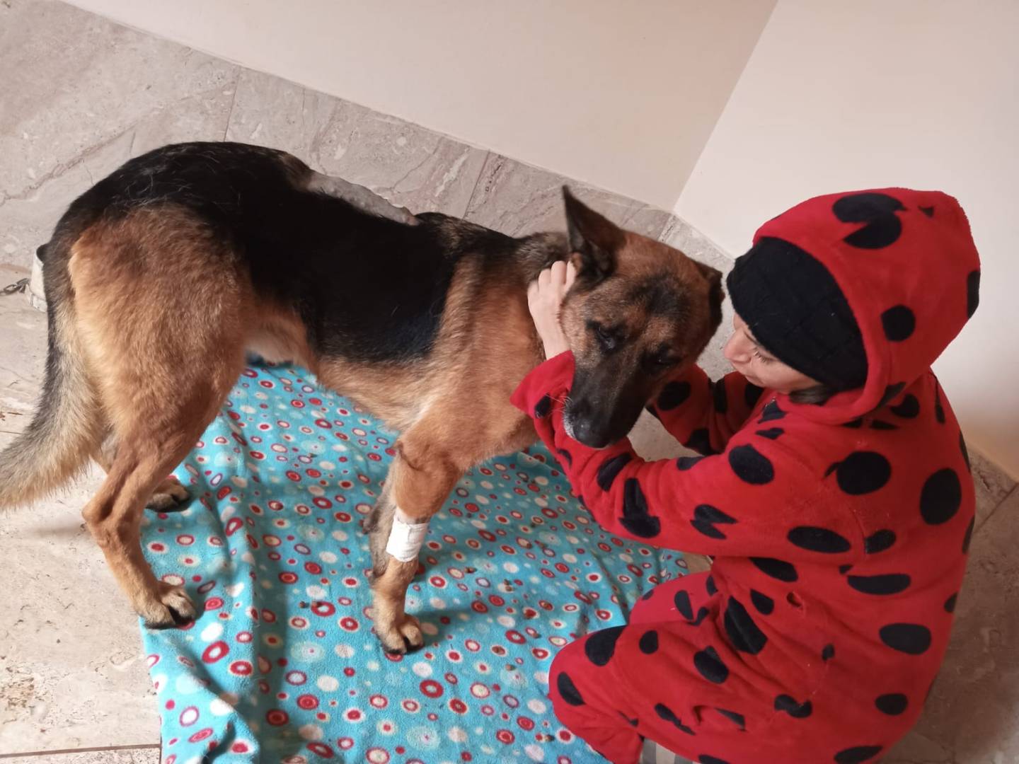 Adotta il cane BERN a Milano