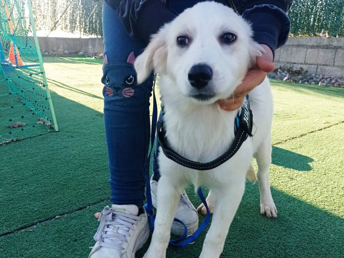 Adotta un cane, femmina, 2 anni e 6 mesi, Cosenza