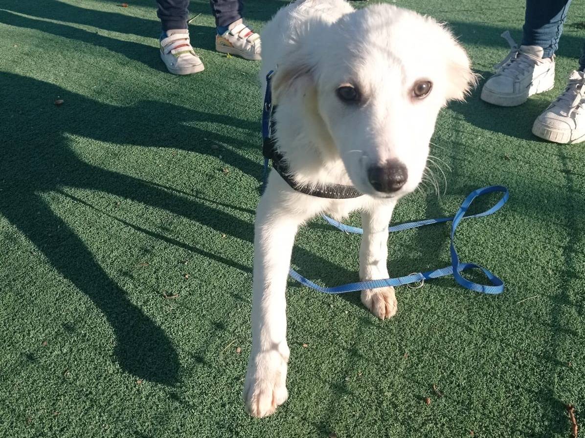 Vuoi adottare un cane a Cosenza?