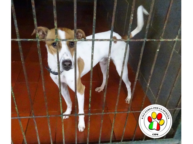 Adozione cane, maschio, meticcio, 2 anni e 8 mesi, taglia piccola, Como