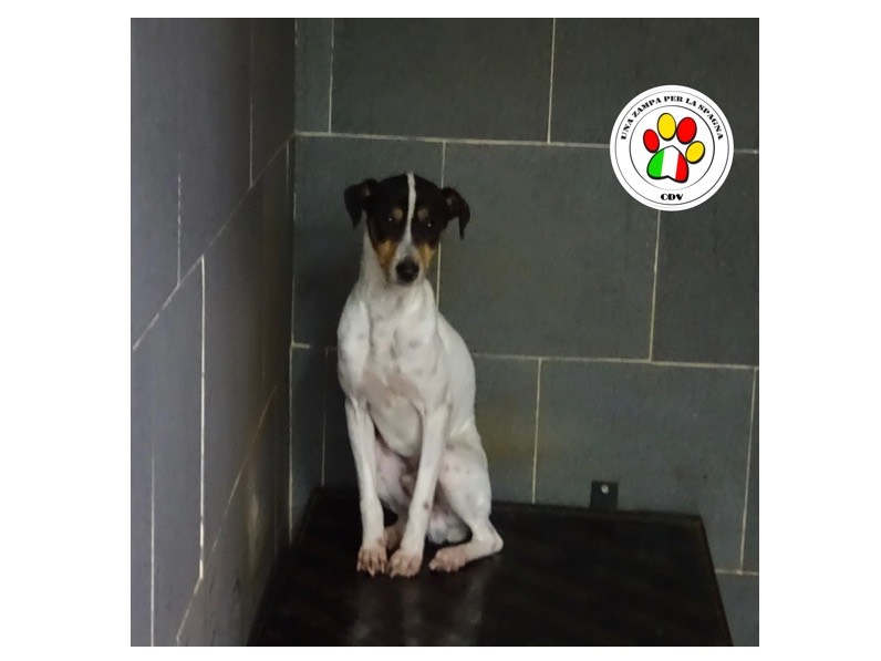 Adozione cane, maschio, meticcio, 2 anni e 7 mesi, taglia media contenuta, Como