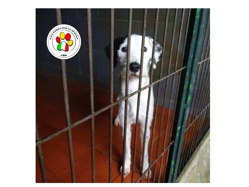 Adozione cane, maschio, meticcio, 2 anni e 7 mesi, taglia piccola, Como