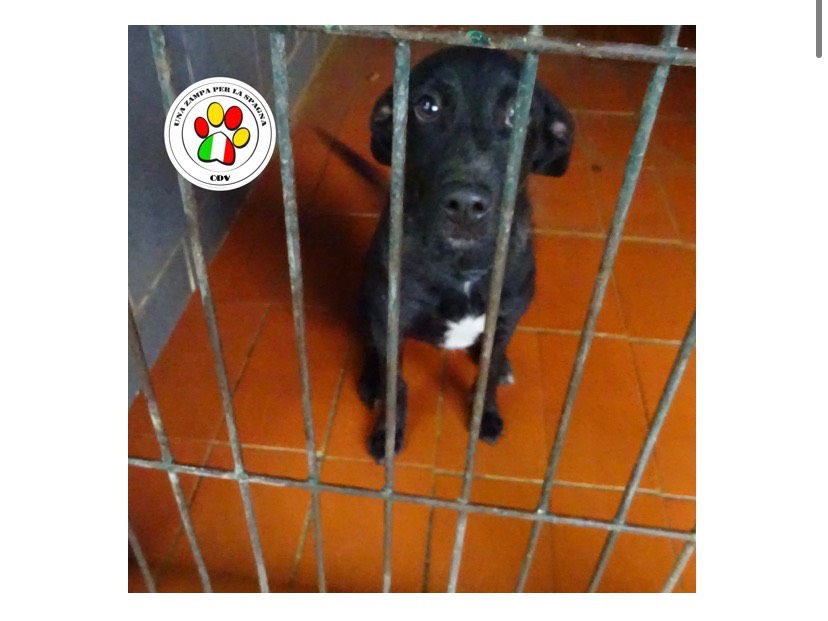Adozione cane, maschio, meticcio, 2 anni e 8 mesi, taglia piccola, Como