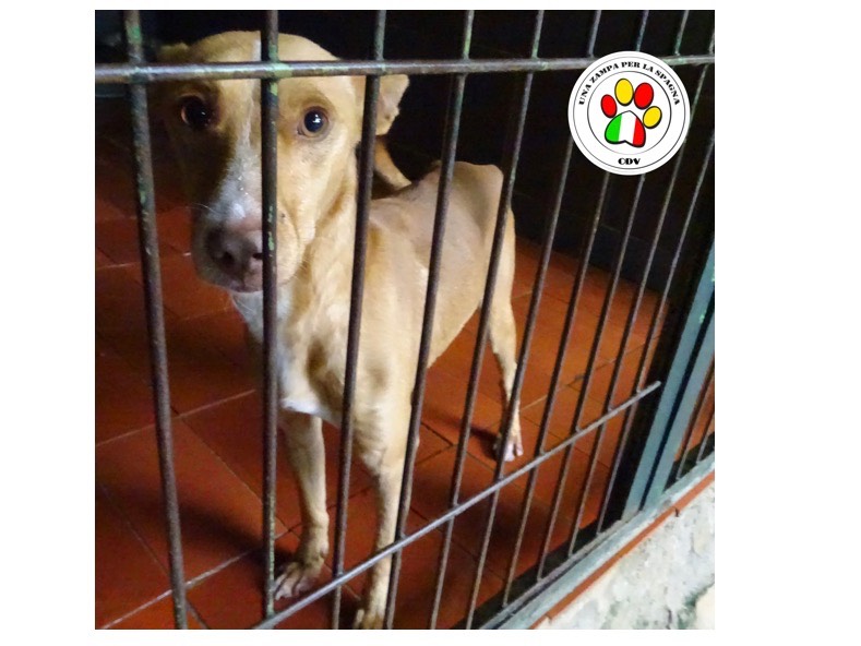 Adozione cane, maschio, meticcio, 4 anni e 8 mesi, taglia media contenuta, Como