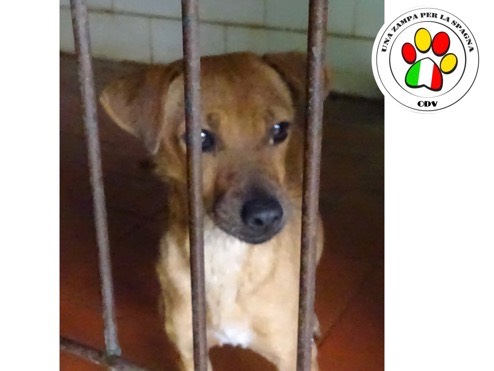 Adozione cane, femmina, meticcio, 6 anni e 8 mesi, taglia piccola, Como