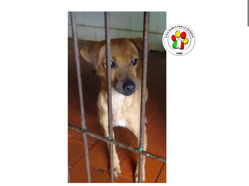 Adotta un cane, femmina, 6 anni e 8 mesi, Como