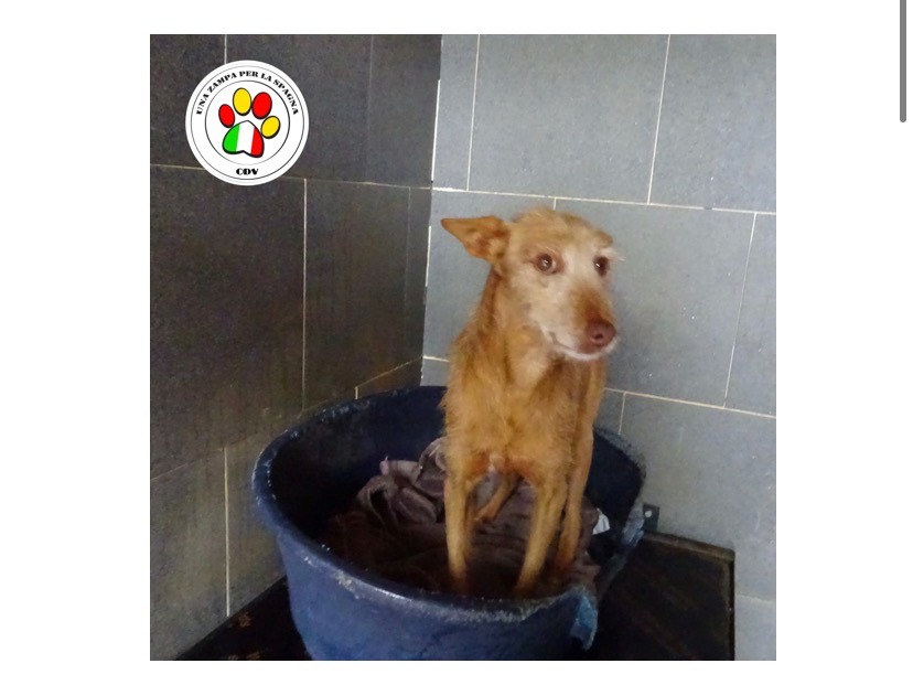 Adotta un cane, femmina, 10 anni e 8 mesi, Como