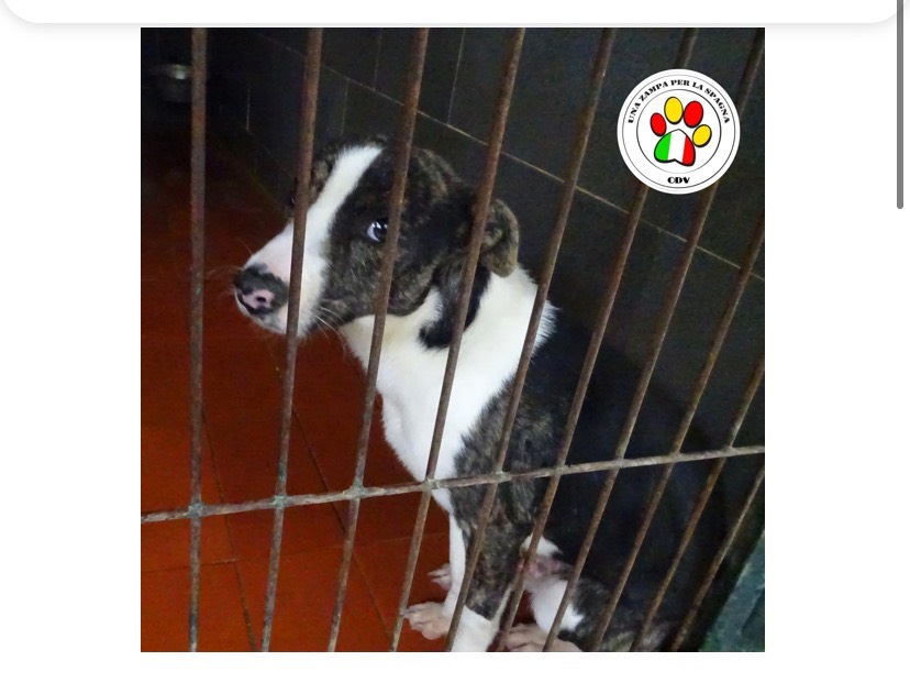 Adozione cane, maschio, meticcio, 2 anni e 7 mesi, taglia piccola, Como