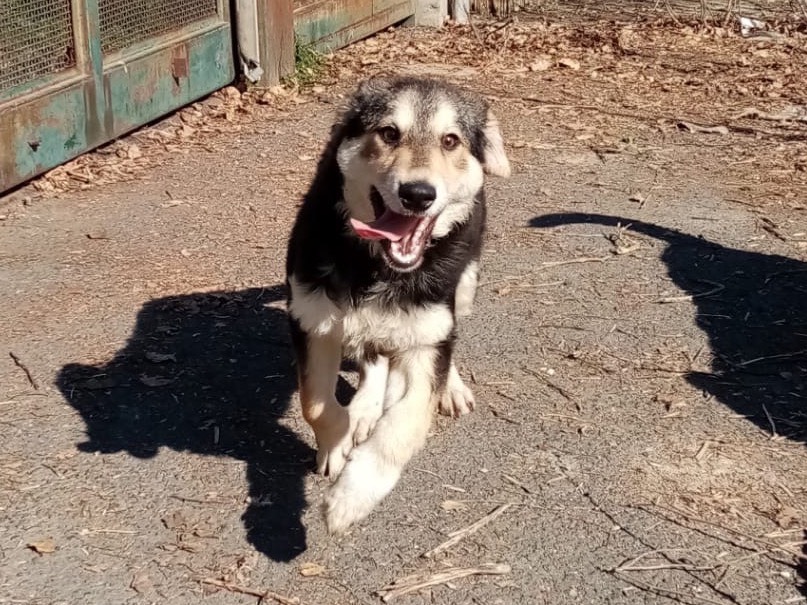 Adozione cane, femmina, meticcio, 1 anno e 11 mesi, taglia media, Siracusa