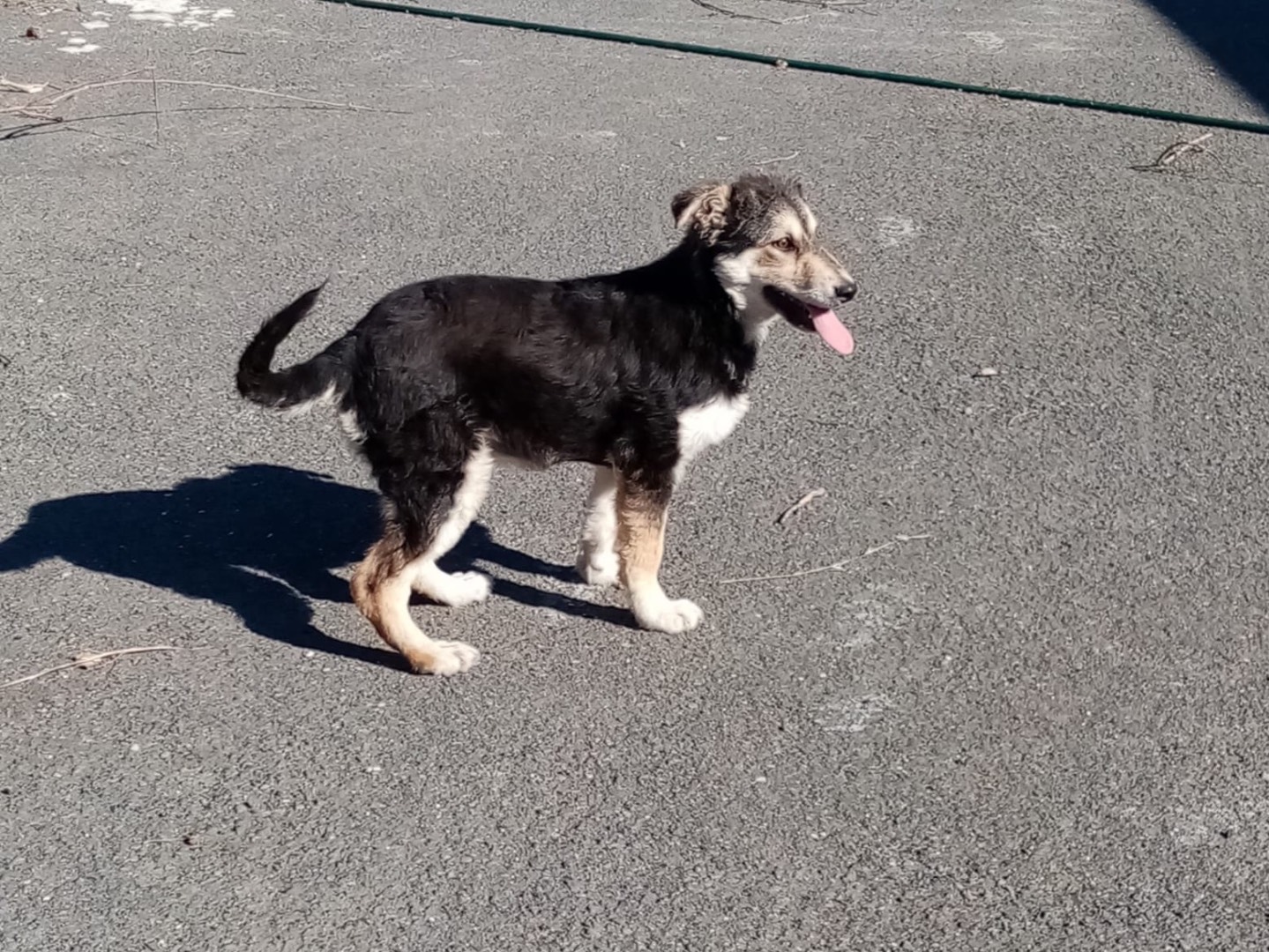 Adotta un cane, taglia media, femmina, Siracusa