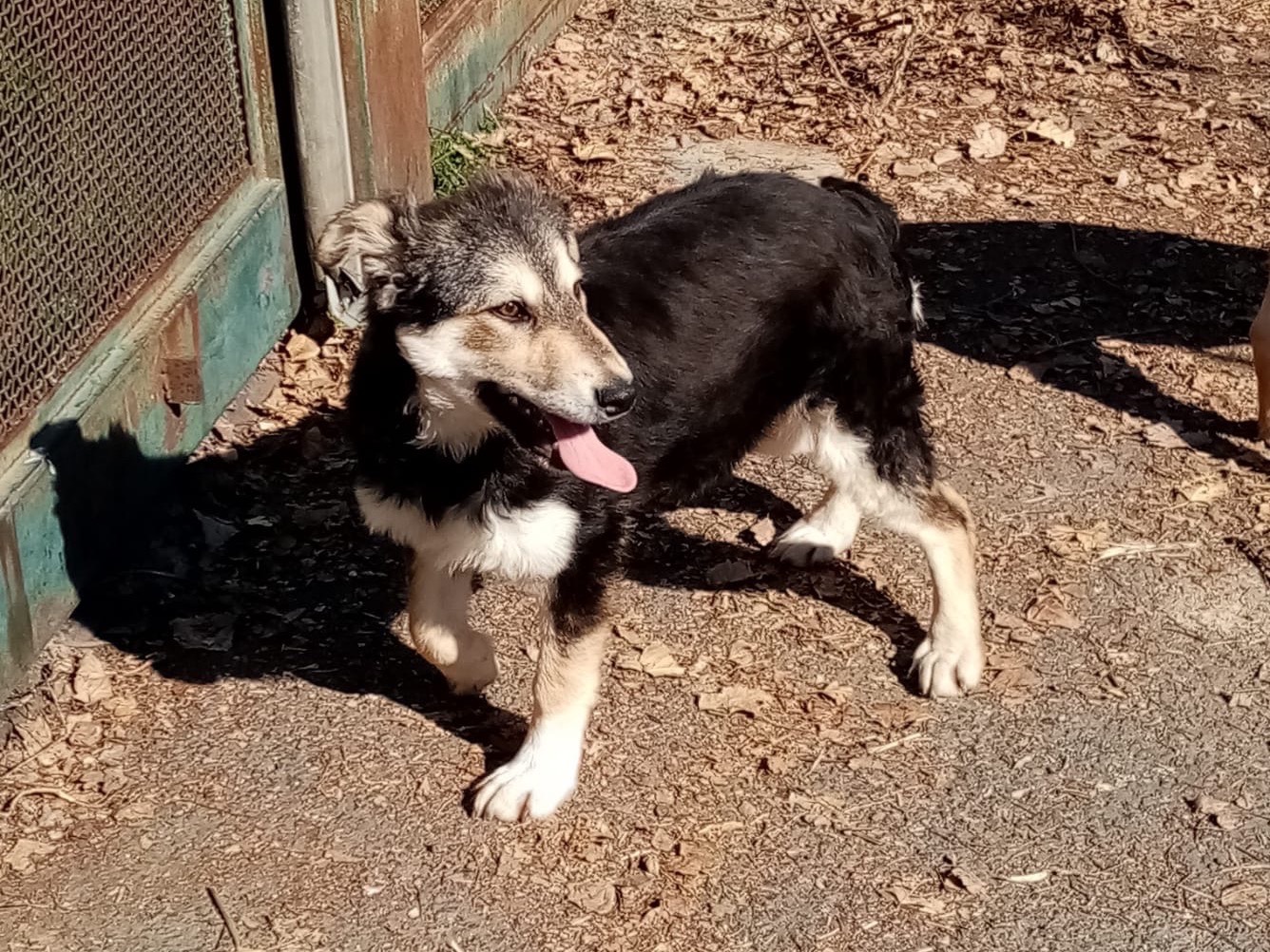 Vuoi adottare un cane a Siracusa?