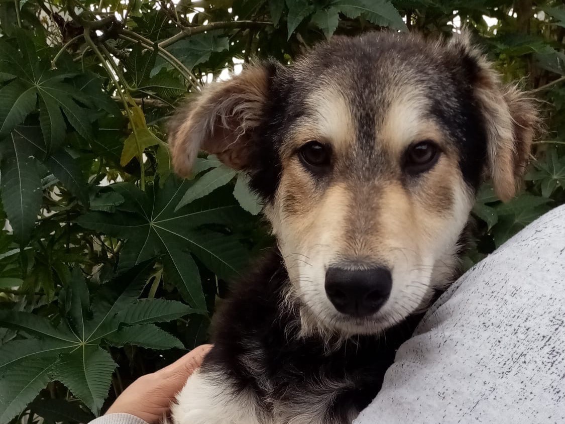 Adotta il cane Lalla a Siracusa