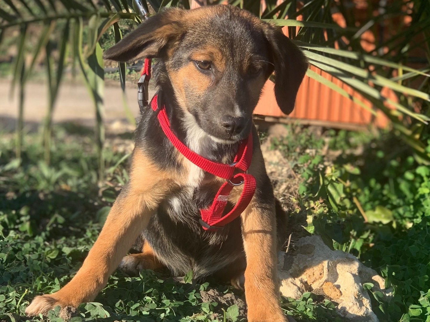 Adozione cane, maschio, meticcio, 1 anno e 11 mesi, taglia media contenuta, Siracusa