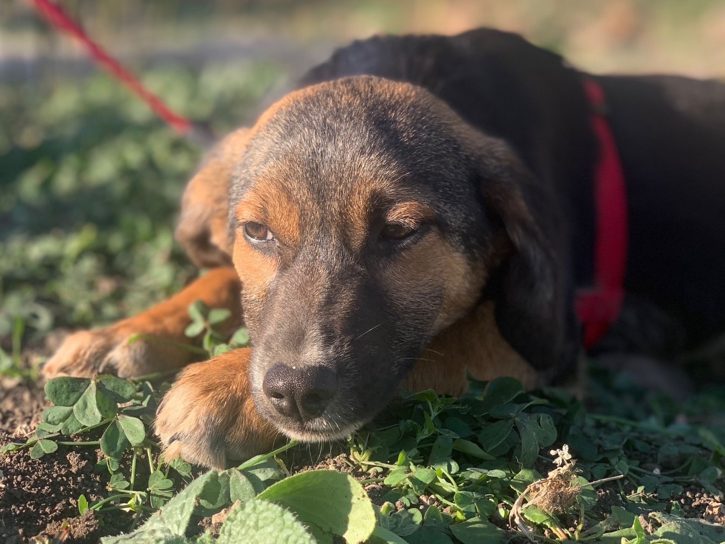 Adotta un cane, maschio, 1 anno e 11 mesi, Siracusa