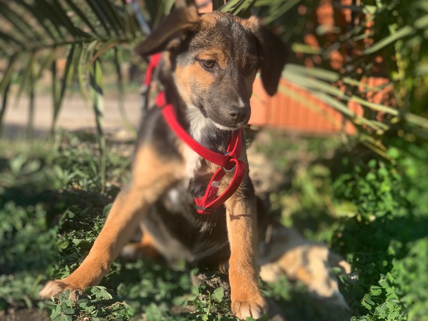 Vuoi adottare un cane a Siracusa?