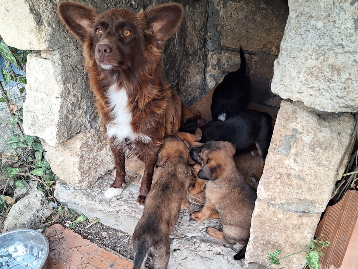 Adotta il cane Ciack  a Siracusa