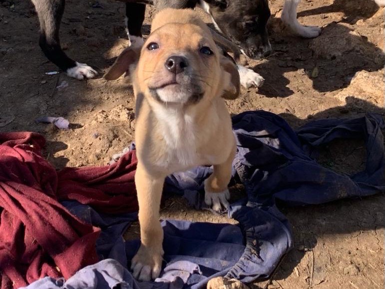 Adozione cane, maschio, meticcio, 1 anno e 10 mesi, taglia media contenuta, Siracusa