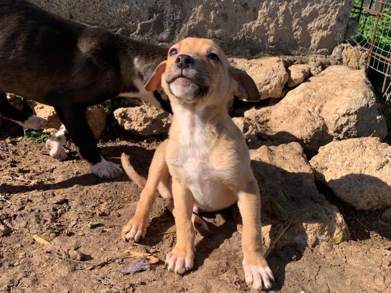 Adotta un cane, maschio, 1 anno e 10 mesi, Siracusa