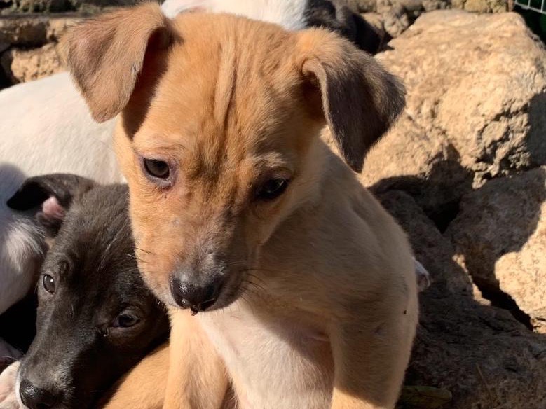 Adotta un cane, taglia media contenuta, maschio, Siracusa