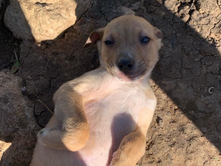 Vuoi adottare un cane a Siracusa?