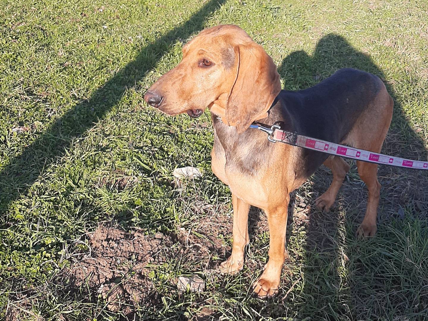 Vuoi adottare un cane a Caserta?