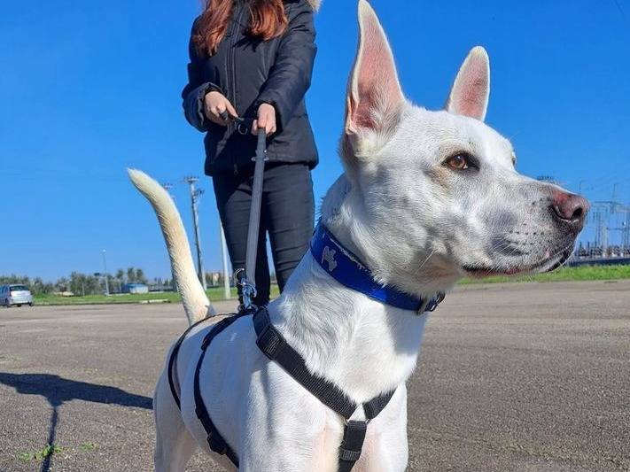 Adotta un cane, femmina, 3 anni  e 7 mesi , Barletta